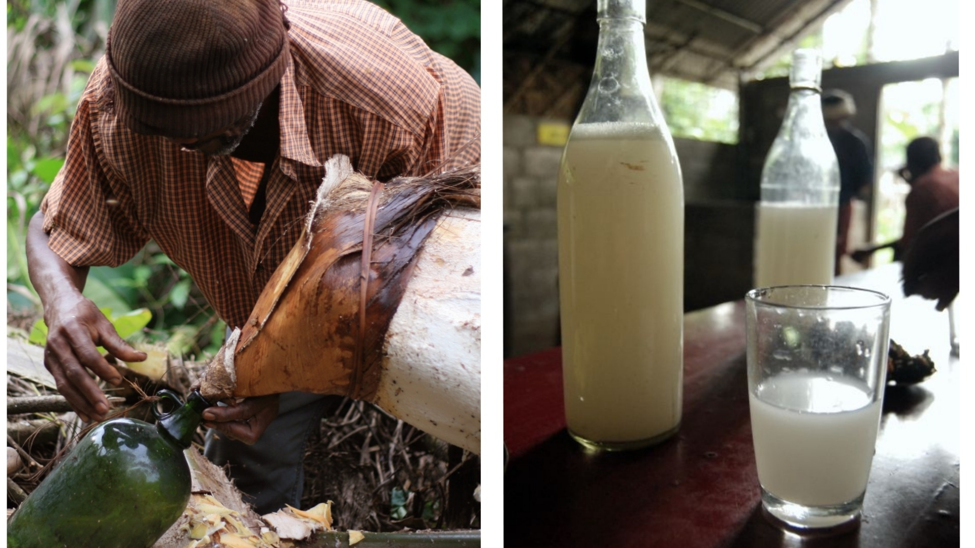 Immersion dans la production du vin de palme au Cameroun
