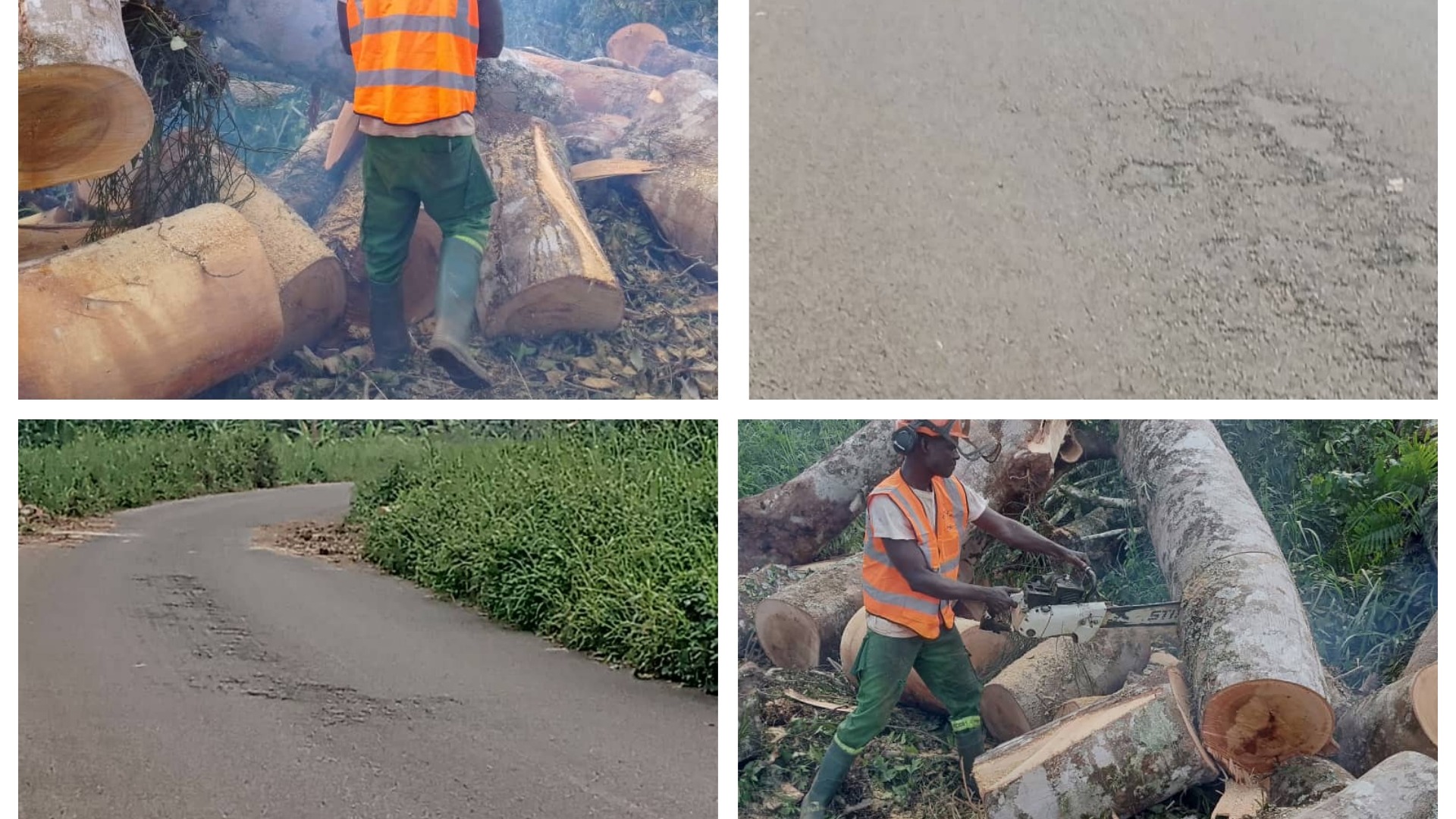 Route Ebolowa-Ambam: la Délégation régionale des Travaux Publics du Sud a procédé  au dégagement d’un arbre qui s’est abattu sur la chaussée